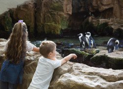 Children watch the penguins at Central Park Zoo