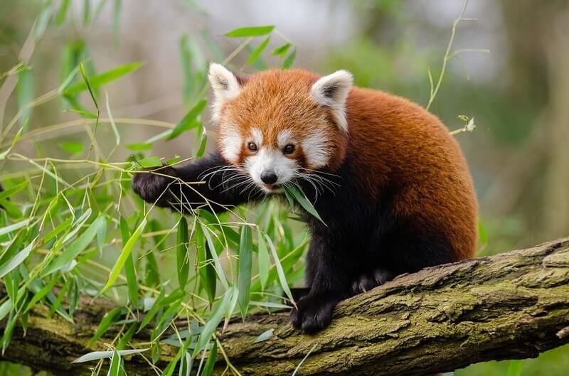 Red pandas are on exhibit at the Central Park Zoo